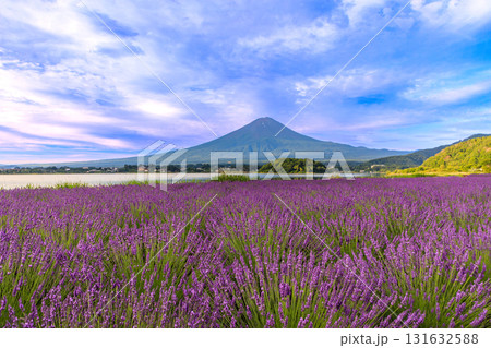 ラベンダー咲く河口湖大石公園から望む富士山　山梨県河口湖町 131632588