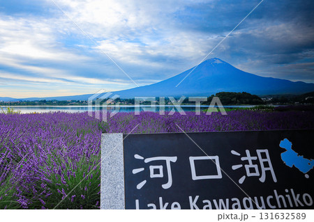 ラベンダー咲く河口湖大石公園から望む富士山　山梨県河口湖町 131632589