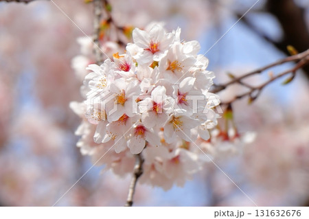 穏やかな春の日と桜の風景 《日常》 穏やかな春の日と桜の風景 《日常》 131632676