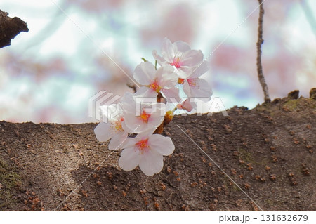 穏やかな春の日と桜の風景 《日常》 穏やかな春の日と桜の風景 《日常》 131632679
