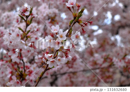 穏やかな春の日と桜の風景 《日常》 穏やかな春の日と桜の風景 《日常》 131632680
