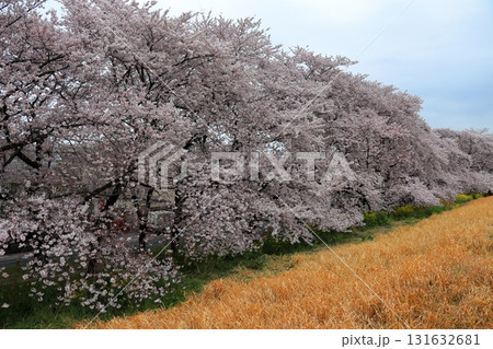 穏やかな春の日と桜の風景　《日常》 131632681