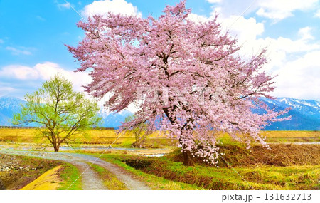 早春残雪の新潟県南魚沼市塩沢石打・魚野川に咲く桜風景 早春残雪の新潟県南魚沼市塩沢石打・魚野川に咲く桜風景 131632713