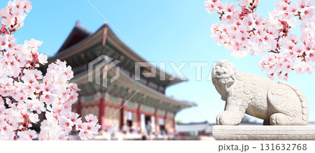 Sakura blossoming spring season. Horizontal banner with branch of blooming sakura, stone statue of mythical creature and ancient pavilion, Gyeongbokgung palace complex, Seoul, South Korea Sakura blossoming spring season. Horizontal banner with branch of blooming sakura, stone statue of mythical creature and ancient pavilion, Gyeongbokgung palace complex, Seoul, South Korea 131632768