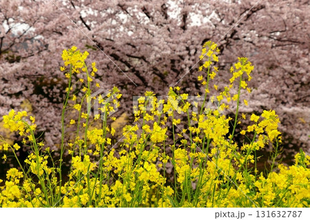 春の光に包まれた桜と菜の花畑 《日常》 春の光に包まれた桜と菜の花畑 《日常》 131632787