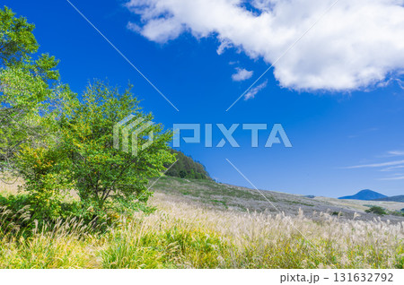 高原の風景とススキ 131632792