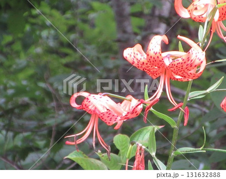 オニユリの花 オニユリの花 131632888