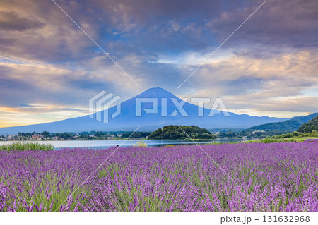 ラベンダー咲く河口湖大石公園から望む富士山 山梨県河口湖町 ラベンダー咲く河口湖大石公園から望む富士山 山梨県河口湖町 131632968
