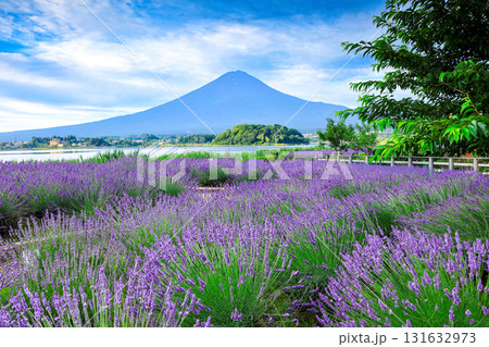 ラベンダー咲く河口湖大石公園から望む富士山 山梨県河口湖町 ラベンダー咲く河口湖大石公園から望む富士山 山梨県河口湖町 131632973