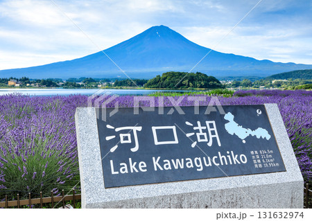 ラベンダー咲く河口湖大石公園から望む富士山 山梨県河口湖町 ラベンダー咲く河口湖大石公園から望む富士山 山梨県河口湖町 131632974