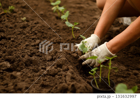 A close-up of a gloved hand planting a young cucumbers seedling in rich garden soil. growing cucumbers plant fertilizer gloves. gardener hand with gloves planting A close-up of a gloved hand planting a young cucumbers seedling in rich garden soil. growing cucumbers plant fertilizer gloves. gardener hand with gloves planting 131632997