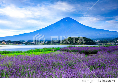 ラベンダー咲く河口湖大石公園から望む富士山　山梨県河口湖町 131633074