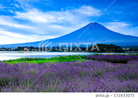 ラベンダー咲く河口湖大石公園から望む富士山 山梨県河口湖町 ラベンダー咲く河口湖大石公園から望む富士山 山梨県河口湖町 131633075