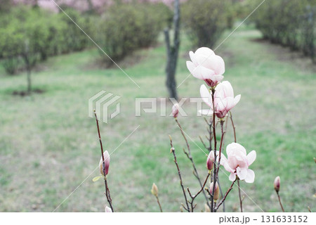 Delicate flowers of white pink magnolia. Magnolia in bloom. Delicate flowers of white pink magnolia. Magnolia in bloom. 131633152