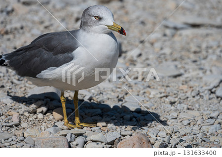 ウミネコ　浄土ヶ浜にて 131633400