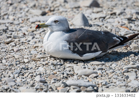 ウミネコ 浄土ヶ浜にて ウミネコ 浄土ヶ浜にて 131633402