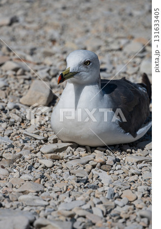 ウミネコ　浄土ヶ浜にて 131633405
