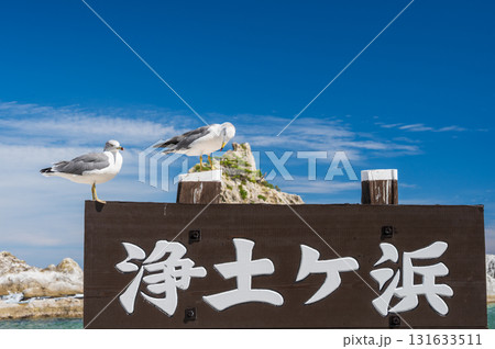 浄土ヶ浜 ウミネコ 浄土ヶ浜 ウミネコ 131633511