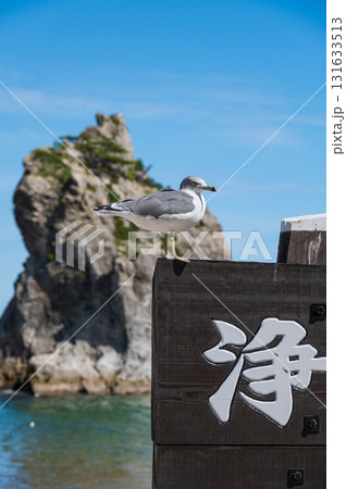 浄土ヶ浜　ウミネコ 131633513