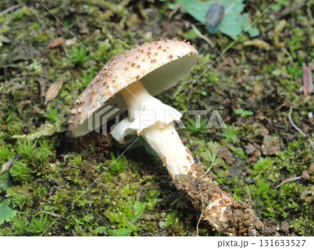 オニタケの標本写真 131633527