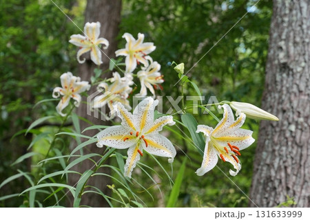 森の緑を背景に咲き揃った白いヤマユリの花々 Ver1 森の緑を背景に咲き揃った白いヤマユリの花々 Ver1 131633999