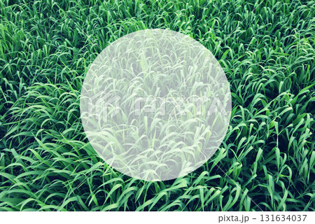 Green grass surface Green grass surface 131634037