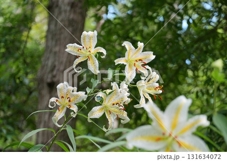 森の緑を背景に咲き揃った白いヤマユリの花々　Ver7 131634072