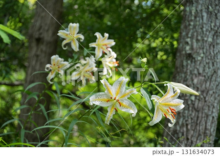 森の緑を背景に咲き揃った白いヤマユリの花々 Ver3 森の緑を背景に咲き揃った白いヤマユリの花々 Ver3 131634073