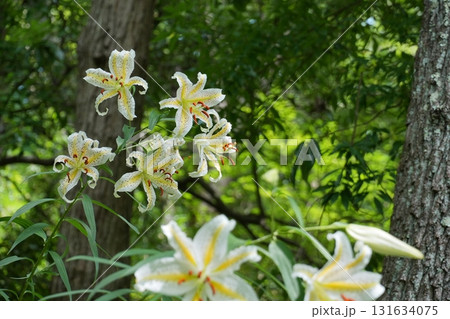 森の緑を背景に咲き揃った白いヤマユリの花々　Ver5 131634075
