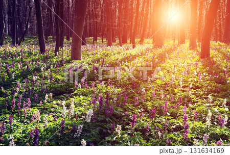 flower flower 131634169