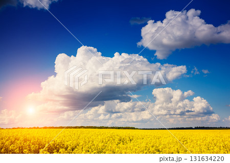 Yellow rapes field 131634220