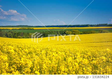 Yellow rapes field Yellow rapes field 131634224