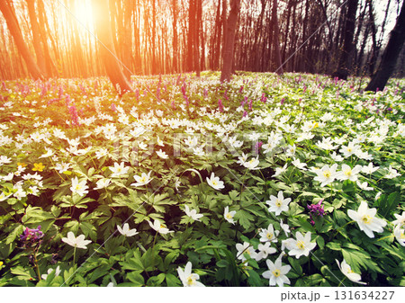 Amazing flower 131634227