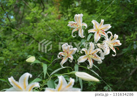 明るい森の中で咲き揃った白いヤマユリの花々 Ver4 明るい森の中で咲き揃った白いヤマユリの花々 Ver4 131634286