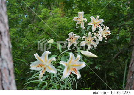 明るい森の中で咲き揃った白いヤマユリの花々　Ver2　 131634288