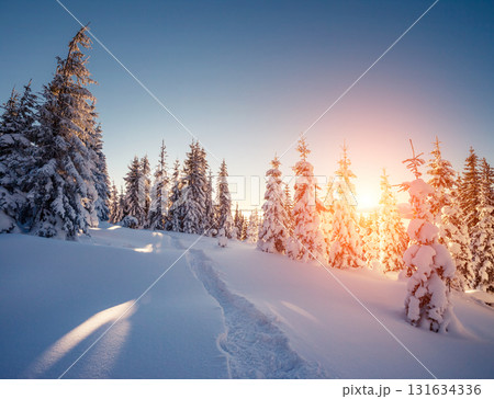 beautiful winter trees beautiful winter trees 131634336