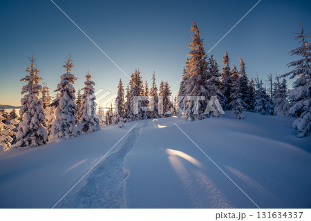 beautiful winter trees beautiful winter trees 131634337
