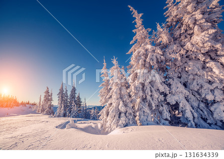 beautiful winter trees beautiful winter trees 131634339