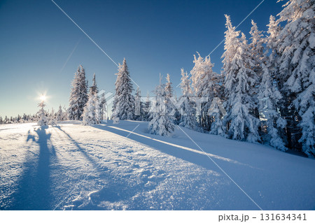 beautiful winter trees 131634341