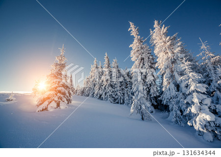 beautiful winter trees beautiful winter trees 131634344