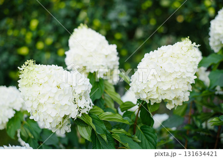 Elegant Polar Bear Hydrangea Bloom With Fine Texture Elegant Polar Bear Hydrangea Bloom With Fine Texture 131634421
