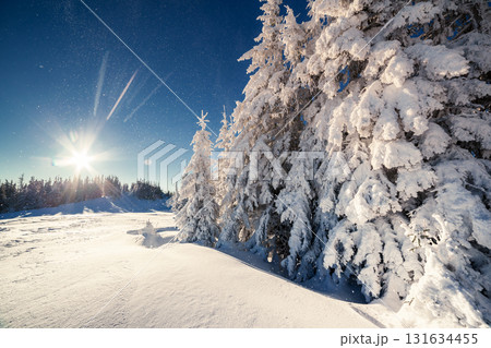 beautiful winter trees beautiful winter trees 131634455