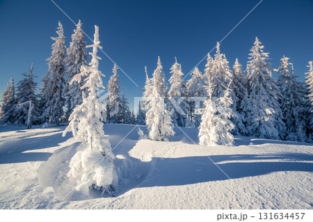 beautiful winter trees beautiful winter trees 131634457