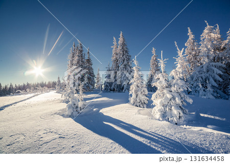 beautiful winter trees 131634458