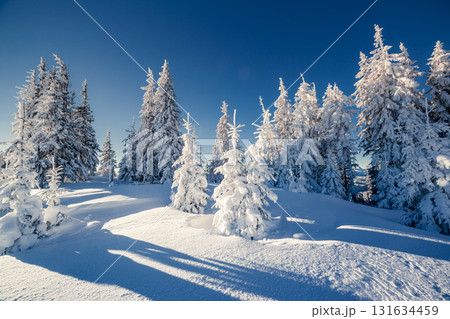 beautiful winter trees beautiful winter trees 131634459