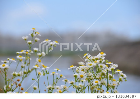 春の公園に咲く白い花 131634597
