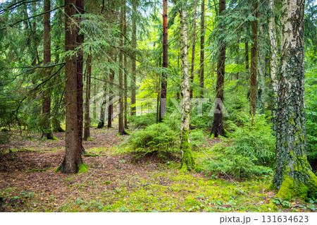 Dense pine forest in Czech Republic with mossy ground, tree trunks and rich natural vegetation. Peaceful woodland landscape reflecting sustainable lifestyle and eco travel in nature. Dense pine forest in Czech Republic with mossy ground, tree trunks and rich natural vegetation. Peaceful woodland landscape reflecting sustainable lifestyle and eco travel in nature. 131634623