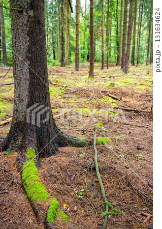 Dense pine forest in Czech Republic with mossy ground, tree trunks and rich natural vegetation. Peaceful woodland landscape reflecting sustainable lifestyle and eco travel in nature. Dense pine forest in Czech Republic with mossy ground, tree trunks and rich natural vegetation. Peaceful woodland landscape reflecting sustainable lifestyle and eco travel in nature. 131634624