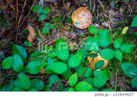 Orange-brown wild mushroom growing among pine needles and forest moss in a Czech woodland. Concept of seasonal foraging, hidden treasures and natural biodiversity on the forest floor. Orange-brown wild mushroom growing among pine needles and forest moss in a Czech woodland. Concept of seasonal foraging, hidden treasures and natural biodiversity on the forest floor. 131634627