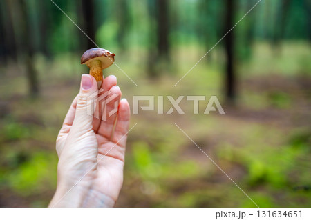 Person holding freshly picked wild mushroom in a green forest, close-up of hand with natural woodland background. Mushroom foraging, outdoor activity and sustainable connection with nature. 131634651